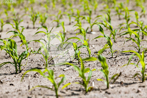 Image of an agricultural field where corn is grown