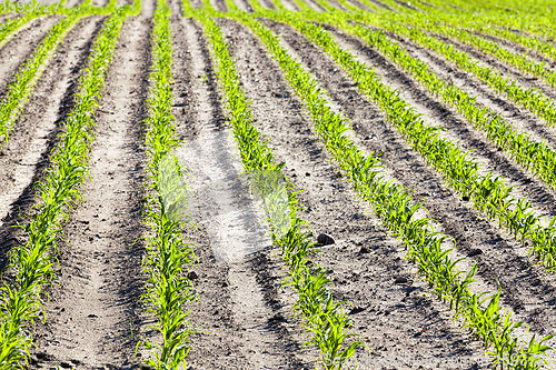 Image of an agricultural field where corn is grown