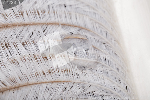 Image of feather