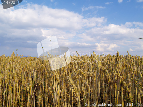 Image of wheat field