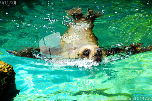 Image of swimming seal