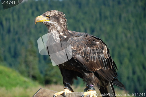 Image of Eagle