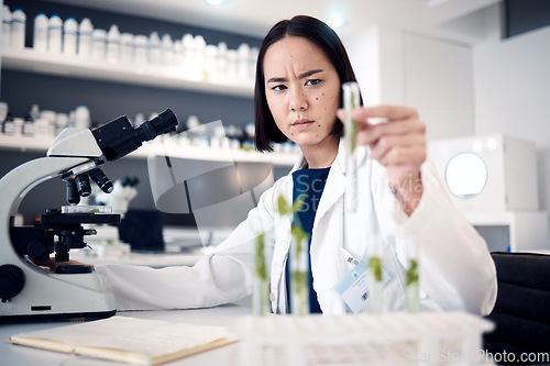 Image of Scientist woman, test tube and lab for plants in agriculture, food security or gmo on table by microscope. Asian science expert, research or growth of leaves, seedling or laboratory analysis in Tokyo