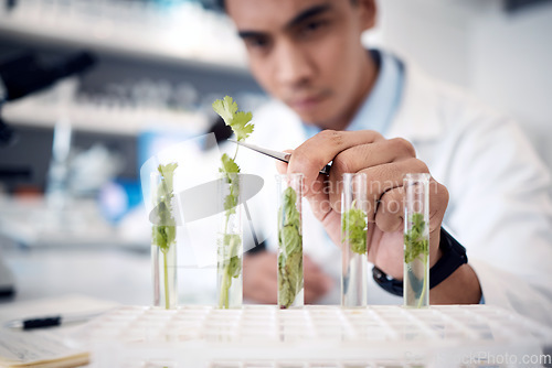 Image of Hands, plant scientist and laboratory test tubes in plant growth research, climate change solution or organic medicine analytics. Zoom, man and worker in food study science or agriculture innovation