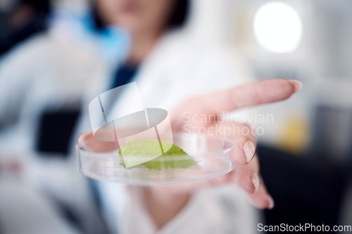 Image of Science, research and leaf sample in petri dish, scientist hand zoom with experiment or study for scientific innovation. Biology, chemistry and botany with doctor in lab, nature and test analysis.