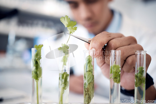 Image of Ecology research, science and hand of scientist in a lab studying plants, agriculture analytics and growth of leaf. Green energy, plant innovation and worker with chemistry test on natural herbs
