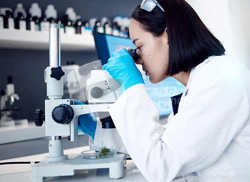 Image of Botany science, microscope plant analysis or scientist research for natural pharmaceutical drugs, biotechnology innovation or ecology. Marijuana laboratory, 420 CBD or Asian woman study cannabis leaf