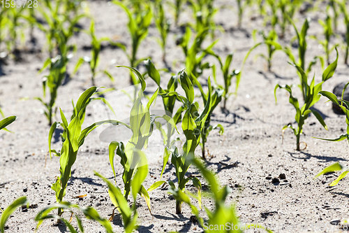 Image of an agricultural field where corn is grown