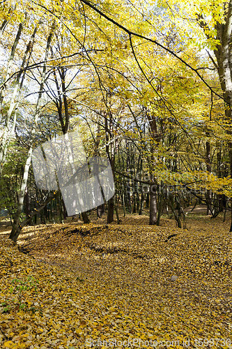 Image of deciduous forest during leaf fall