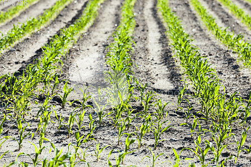 Image of an agricultural field where corn is grown