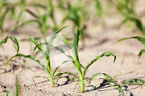 Image of an agricultural field where corn is grown