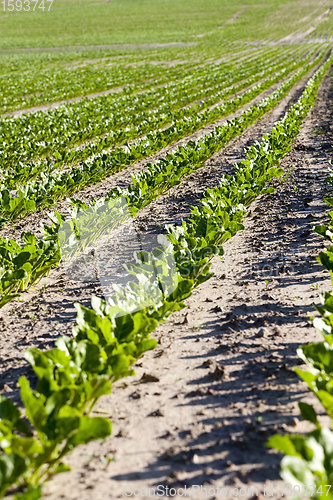 Image of agricultural field where sugar beets