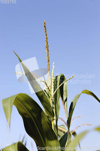 Image of agricultural field where sweet corn is grown