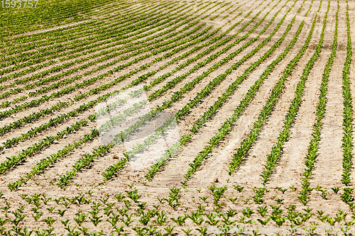 Image of an agricultural field where beets are grown