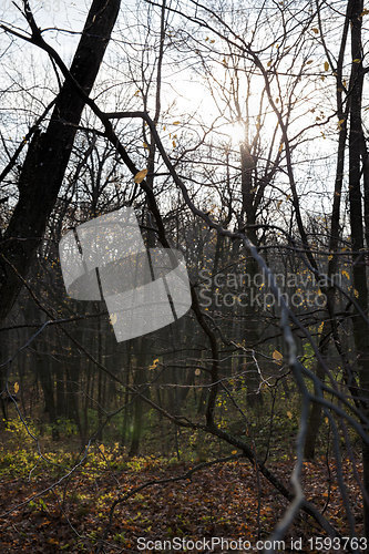 Image of maple trees during autumn