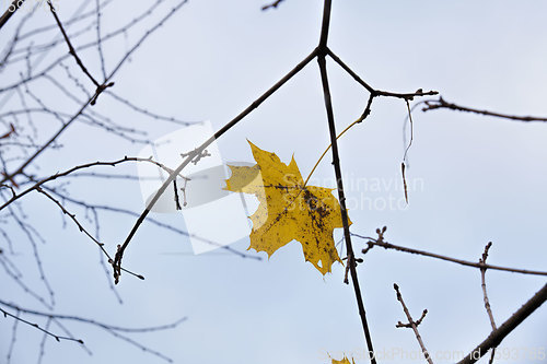 Image of maple trees during autumn