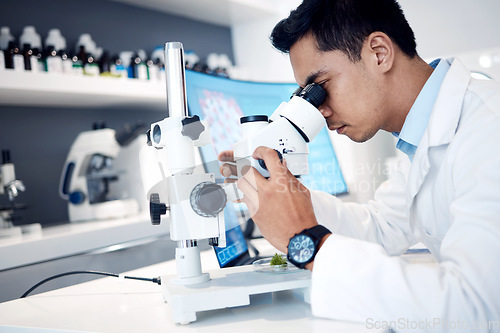 Image of Microbiology, research and scientist in a lab with a microscope for science, healthcare innovation and bacteria analysis. Medical analytics, biotechnology and worker with test on future medicine