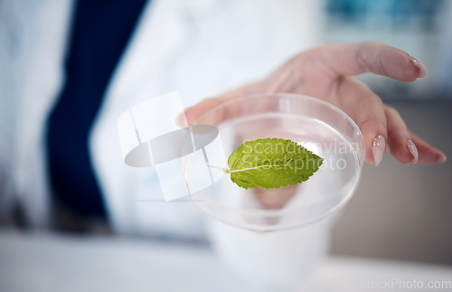 Image of Scientist hand, leaf and petri dish at laboratory in agriculture, plant study or data analysis. Science expert woman, lab or plants in ecology, chemistry or pharma research for medical cure in Tokyo