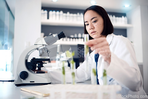 Image of Lab, microscope or woman scientist with plant in test tube, analytics or healthcare innovation. Science, futuristic or botanist doctor in Tokyo hospital for medicine study or data analysis research