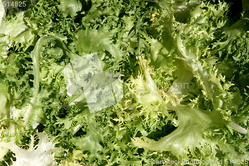 Image of Endive