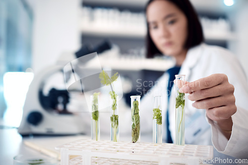 Image of Woman, hands and plant scientist with test tube in medical research, gmo engineering or climate change research. Zoom, laboratory worker or biologist with science leaf in agriculture study for growth