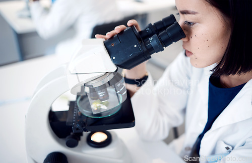 Image of Science, microscope and botanist with Petri dish analyzing plant sample for biological breakthrough. Laboratory, biologist and natural ecologist studying plants development in a lab using equipment