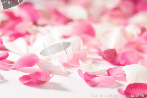 Image of rose petals