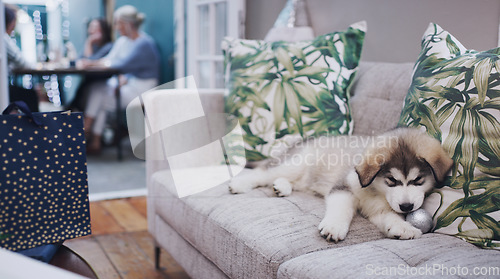 Image of Dog, living room sofa and decor christmas chewing of a animal during a holiday celebration at home. Pet, lounge and couch of a husky with a xmas decoration relax at a social dinner party in a house