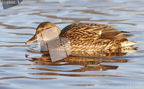 Image of Duck in the water