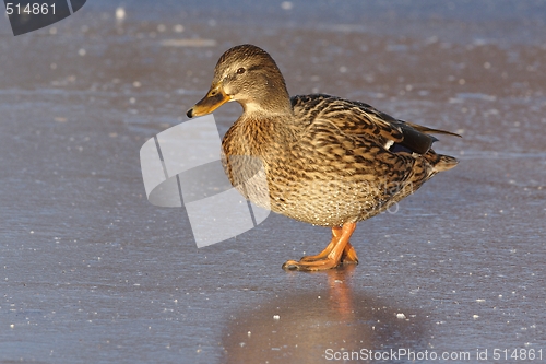 Image of Mallard on the ice.