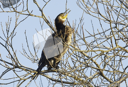 Image of cormorant