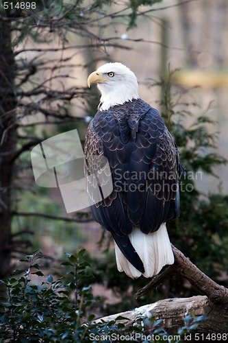 Image of Bald Eagle