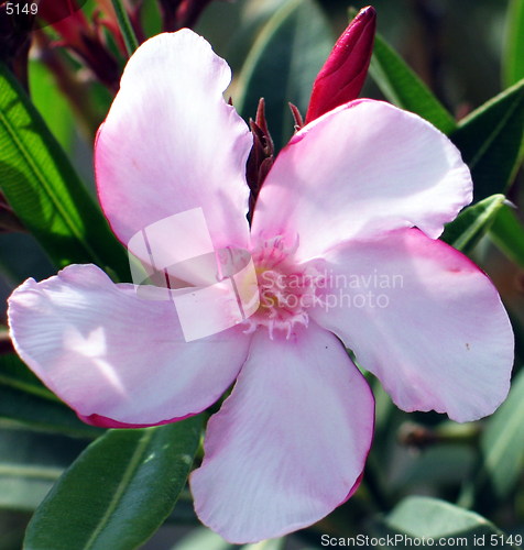 Image of Flower wild