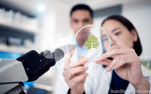 Image of Scientist team, hands and plants in petri dish of research, medicine or growth analytics in laboratory. Science workers studying nature, environment and green ecology of test, analysis and innovation