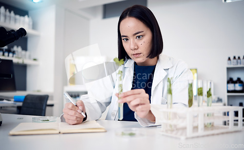 Image of Plant, science and test tube with a woman botanist working on a scientific breakthrough in the lab. Laboratory, botany and ecology experiment with herbal medicine and innovation using plants