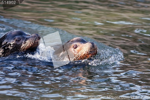 Image of Swimming Sealion