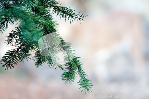 Image of Pine tree branch