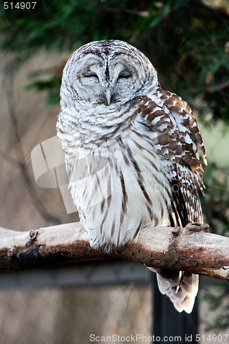 Image of Barred Owl on branch