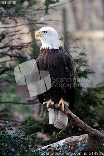 Image of Bald Eagle