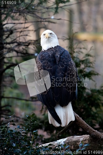 Image of Bald Eagle