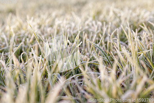 Image of winter weather in an agricultural field