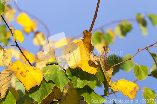 Image of deciduous forest during leaf fall