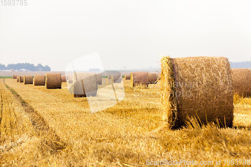 Image of agricultural field with straw stacks