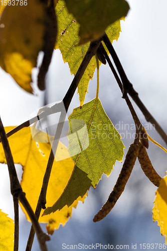 Image of autumn and on birch trees,