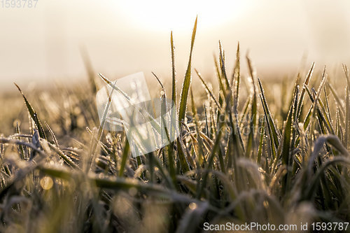 Image of winter weather in an agricultural field