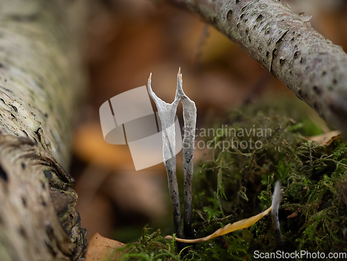 Image of Candlesnuff Fungus