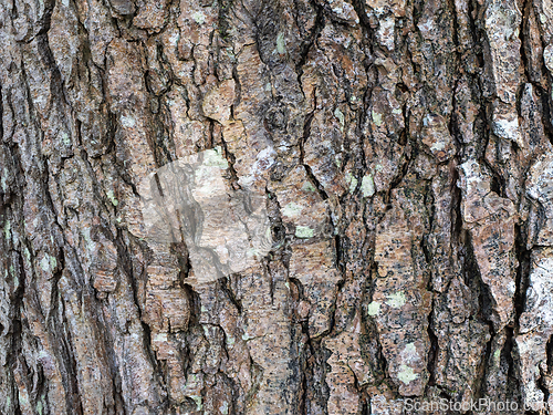 Image of Tree Trunk Bark with Deep Fissures