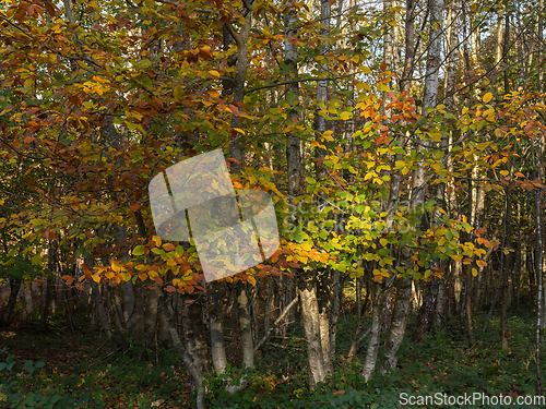 Image of Silver Birch Trees in Autumn