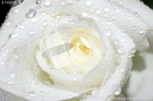 Image of Macro image of a white rose