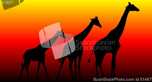 Image of Giraffes